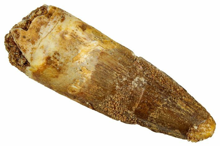 Fossil Spinosaurus Tooth - Real Dinosaur Tooth #327963